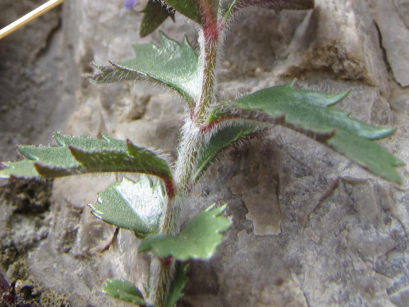 Paederota bonarota